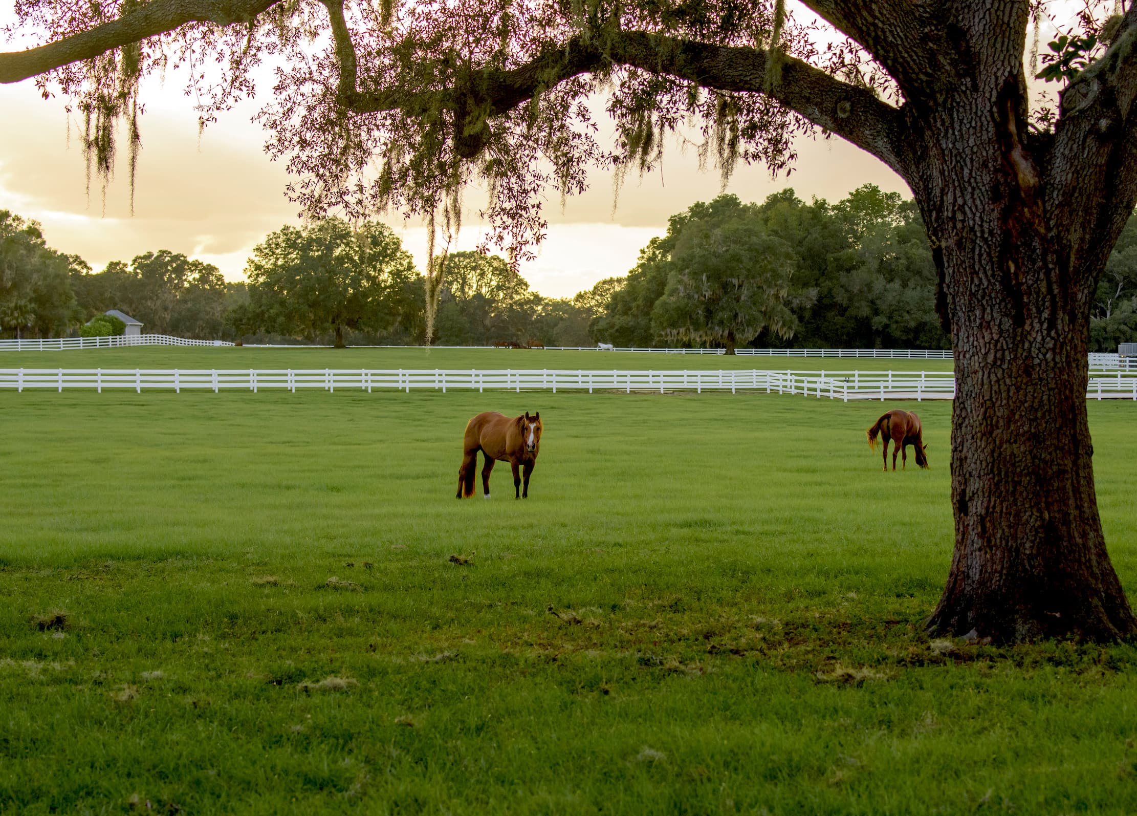 Ocala area